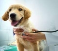 ОП  Общински приют за безстопанствени животни - Благоевград търси ветеринарен лекар