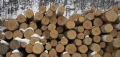 Откриха незаконна дървесина в дърводелски цех на Мустафа Тачев в село Бабяк