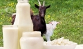 Козето мляко - еликсир за здрави нерви, чисти дробове и силен имунитет