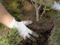 100 нови дървета засадиха в Благоевград