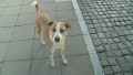 Зачестяват нападенията от бездомни кучета в Благоевград