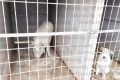 Ловец от приюта за бездомни кучета упои и постави в клетка домашно прасе, разхождало се по улиците на Дупница