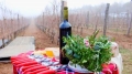 С конкурс за най - добро домашно червено вино ще почетат празника на лозаря в община Петрич