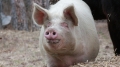 Огнище на Африканска чума по свинете и в Петричко