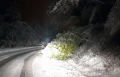 Снегът събори 6 дървета върху пътя в Подгорието