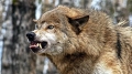 Избягалият от зоопарка вълк нападна деца и нахапа момиче в парк Кенана край Хасково