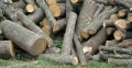 Нарушения при ползването на дървесина установиха проверки  на служители на ЮЗДП в две териториални поделения