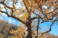 Зимен дъб край Белица бе обявен за защитено дърво