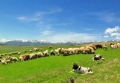 Община Кресна кани всички жители и гости на града на VIII Пролетен празник на земеделието и животновъдството