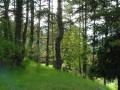 ЮЗДП ще отбележи традиционната Седмица на гората с множество прояви