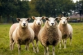 В Разлог забраниха пашата на животни без пастир