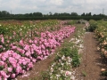 Килограм розово масло достигна 7000 евро