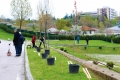 Доброволци засадиха 100 японски вишни в благоевградския парк  Македония