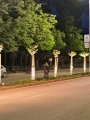 Бдителен жител засне жени да крадат луковични растения, посадени около японските вишни по ул.  Иван Михайлов