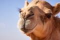 Заселиха камила в Хаджидимово