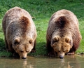 Двете русенски мечки Бойка и Станди са преместени в Парка за танцуващи мечки край Белица