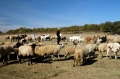 Лъснаха схемите на ГЕРБ! БАБХ провери 50 животновъдни обекта в Благоевградска и Кюстендилска област