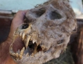 Фермер откри череп на върколак в македонското Ново село