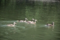40 нови зеленоглави патици обитават езерото на парк  Бачиново