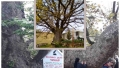 ВЯРА: Дървото на Преподобна Стойна дарява с рожби