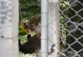 Сладоледи разхлаждат обитателите на Парка за мечки в Белица в горещите дни