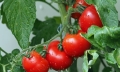 В разгара на лятото цената на доматите скача с 8, на краставиците с 12