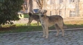 Благоевград отново е обект на  нападение ! Над 20 нови бездомни кучета са пуснати в града!