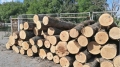 Белезници за двама спипани с контрабандна дървесина в Бачево