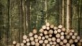 Има ли недостиг на дърва за огрев в Югозападна България