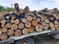 Изчерпа се дървесината по план-сметката на ТП  ДГС Разлог