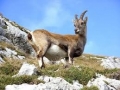 Бракониери убиха дива коза в Пирин