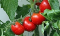 В сезона на туршиите поскъпват доматите, зелето, прасковите