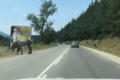 Внимание! Коне и крави при прохода Предел, пътуващите в опасност