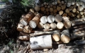 Конфискуваха нелегални дърва в Разлог