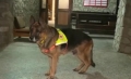 Обучени кучета с GPS устройства ще помагат на планинските служители в Банско