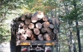 Кметът Радослав Ревански издаде заповед за евтини дърва