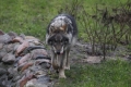 НАПАСТ! Вълци нападат кошарите в сандански села