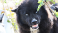 Разследват убийство на расови кучета в Симитлийско