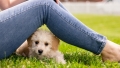 Променят данъка за домашни кучета в Благоевград