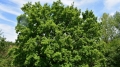 Защитиха пет вековни дървета в областите Благоевград, Перник, Кюстендил и Ловеч