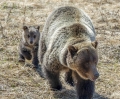 Надлез за мечки и подлез за вълци - проходи на АМ Струма намаляват инцидентите