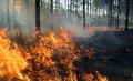 Голям горски пожар пламна в Родопите