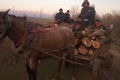 Спипаха каруца с крадени дърва в Разлог