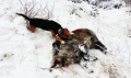 Ловните кучета в капана на вълчите глутници в Пиринско
