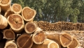 Общинска кампания за предоставяне на дърва за огрев в Банско
