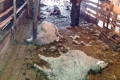 Кучета на съседи разкъсаха 11 овце в кошара в благоевградското село Дебочица, стопаните плачат съсипани