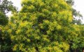 Залесяват 900 хиляди медоносни дървета в Пиринско