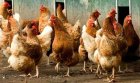Цената на яйцата уплаши хората в Пиринско, започнаха да отглеждат кокошки