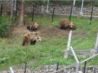 Всичките 18 мечки в Белица вече са будни, паркът отваря за посетители на 10 април