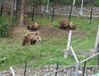 Паркът за мечки в Белица отваря врати днес